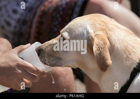 Labrador nimmt einen Drink aus einem Plastikbecher in Lytham Saint Annes, Lancashire. Wetter in Großbritannien. Juni 2018. Strahlend sonniger Sommertag an der Küste, während Bewohner und Urlauber die Sonne am preisgekrönten Strand genießen. Stockfoto