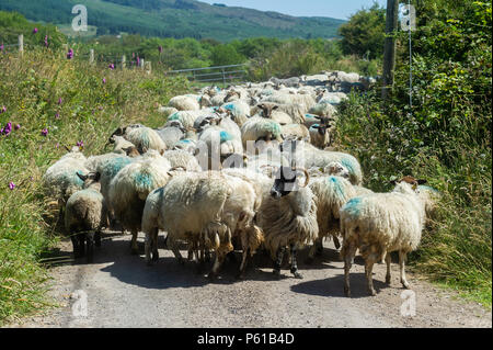 Ballydehob, Irland. 28 Juni, 2018. Auf einer weiteren unglaublich heißen Tag in Irland, eine Herde Schafe von der Station in Familienbesitz, warten Sie, bis die Scherung in Ballydehob Lisheenacreagh, bewegt zu werden. Die Temperaturen werden in den hohen 20von heute und morgen, sondern regen Prognose über das Wochenende und zu Beginn der nächsten Woche. Credit: Andy Gibson/Alamy Leben Nachrichten. Stockfoto