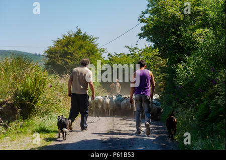 Ballydehob, Irland. 28 Juni, 2018. Auf einer weiteren unglaublich heißen Tag in Irland, eine Herde Schafe von der Station in Familienbesitz, sind für die Scherung in Lisheenacreagh, Ballydehob verschoben. Die Temperaturen werden in den hohen 20von heute und morgen, sondern regen Prognose über das Wochenende und zu Beginn der nächsten Woche. Credit: Andy Gibson/Alamy Leben Nachrichten. Stockfoto
