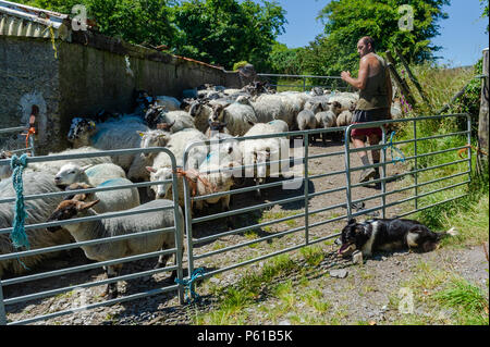 Ballydehob, Irland. 28 Juni, 2018. Auf einer weiteren unglaublich heißen Tag in Irland, 'Fly' der Hund und Don Ward die Lämmer aus der Mutterschafe in Vorbereitung auf Scherung in Lisheenacreagh, Ballydehob. Die Temperaturen werden in den hohen 20von heute und morgen, sondern regen Prognose über das Wochenende und zu Beginn der nächsten Woche. Credit: Andy Gibson/Alamy Leben Nachrichten. Stockfoto