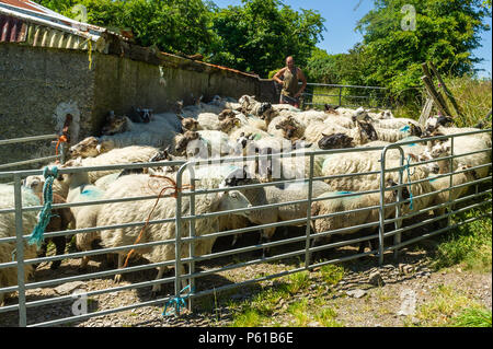 Ballydehob, Irland. 28 Juni, 2018. Auf einer weiteren unglaublich heißen Tag in Irland, Don Ward bereitet Lämmer von den Schafen zu trennen für Scherung in Lisheenacreagh, Ballydehob. Die Temperaturen werden in den hohen 20von heute und morgen, sondern regen Prognose über das Wochenende und zu Beginn der nächsten Woche. Credit: Andy Gibson/Alamy Leben Nachrichten. Stockfoto