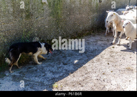 Ballydehob, Irland. 28 Juni, 2018. Auf einer weiteren unglaublich heißen Tag in Irland, "Fliegen" der Schäferhund trennt die Lämmer von mutterschafe für Scherung in Lisheenacreagh, Ballydehob. Die Temperaturen werden in den hohen 20von heute und morgen, sondern regen Prognose über das Wochenende und zu Beginn der nächsten Woche. Credit: Andy Gibson/Alamy Leben Nachrichten. Stockfoto