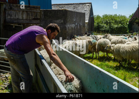 Ballydehob, Irland. 28 Juni, 2018. Auf einer weiteren unglaublich heißen Tag in Irland, John Ward trennt die Lämmer aus der Mutterschafe in Vorbereitung auf Scherung in Lisheenacreagh, Ballydehob. Die Temperaturen werden in den hohen 20von heute und morgen, sondern regen Prognose über das Wochenende und zu Beginn der nächsten Woche. Credit: Andy Gibson/Alamy Leben Nachrichten. Stockfoto