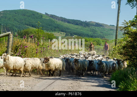 Ballydehob, Irland. 28 Juni, 2018. Auf einer weiteren unglaublich heißen Tag in Irland, John und Don Ward bewegen die Mutterschafe in Vorbereitung auf Scherung in Lisheenacreagh, Ballydehob. Die Temperaturen werden in den hohen 20von heute und morgen, sondern regen Prognose über das Wochenende und zu Beginn der nächsten Woche. Credit: Andy Gibson/Alamy Leben Nachrichten. Stockfoto