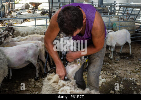 Ballydehob, Irland. 28 Juni, 2018. Auf einer weiteren unglaublich heißen Tag in Irland, John Ward Schere ein Schaf in Lisheenacreagh, Ballydehob. Die Temperaturen werden in den hohen 20von heute und morgen, sondern regen Prognose über das Wochenende und zu Beginn der nächsten Woche. Credit: Andy Gibson/Alamy Leben Nachrichten. Stockfoto
