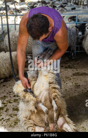 Ballydehob, Irland. 28 Juni, 2018. Auf einer weiteren unglaublich heißen Tag in Irland, John Ward Schere ein Schaf in Lisheenacreagh, Ballydehob. Die Temperaturen werden in den hohen 20von heute und morgen, sondern regen Prognose über das Wochenende und zu Beginn der nächsten Woche. Credit: Andy Gibson/Alamy Leben Nachrichten. Stockfoto