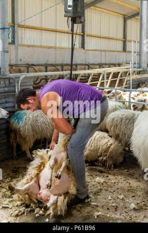 Ballydehob, Irland. 28 Juni, 2018. Auf einer weiteren unglaublich heißen Tag in Irland, John Ward Schere ein Schaf in Lisheenacreagh, Ballydehob. Die Temperaturen werden in den hohen 20von heute und morgen, sondern regen Prognose über das Wochenende und zu Beginn der nächsten Woche. Credit: Andy Gibson/Alamy Leben Nachrichten. Stockfoto