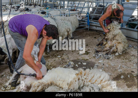Ballydehob, Irland. 28 Juni, 2018. Auf einer weiteren unglaublich heißen Tag in Irland, John und Don Ward scheren Schafe in Lisheenacreagh, Ballydehob. Die Temperaturen werden in den hohen 20von heute und morgen, sondern regen Prognose über das Wochenende und zu Beginn der nächsten Woche. Credit: Andy Gibson/Alamy Leben Nachrichten. Stockfoto