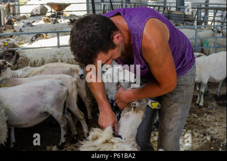 Ballydehob, Irland. 28 Juni, 2018. Auf einer weiteren unglaublich heißen Tag in Irland, John Ward Schere ein Schaf in Lisheenacreagh, Ballydehob. Die Temperaturen werden in den hohen 20von heute und morgen, sondern regen Prognose über das Wochenende und zu Beginn der nächsten Woche. Credit: Andy Gibson/Alamy Leben Nachrichten. Stockfoto
