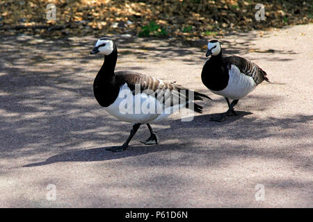 Zwei Nonnengänse, Branta leucopsis ein Spaziergang entlang Helsinki park Gehweg im Sommer. Stockfoto