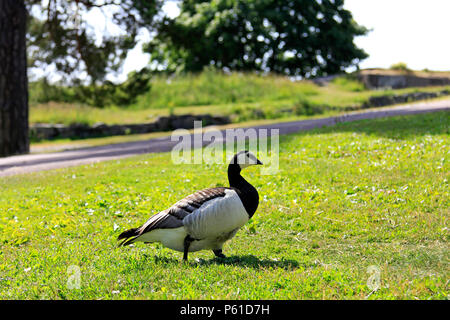 Nonnengans, Branta leucopsis, chick Fütterung auf Gras im Sommer. Stockfoto