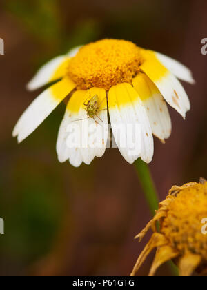 Makro Detail eines Insekts der Ordnung Hemiptera über daisy flower (Glebionis coronaria) in Ses Salines Naturpark (Formentera, Balearen, Spanien) Stockfoto