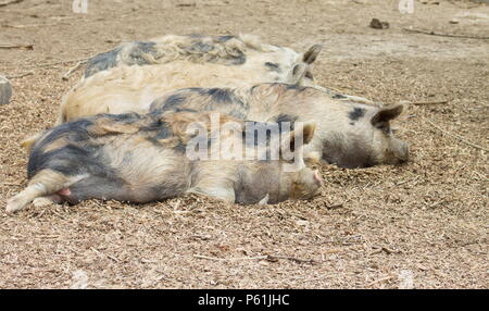 Die kunekune, ist eine kleine Rasse von hausschwein aus Neuseeland. Stockfoto