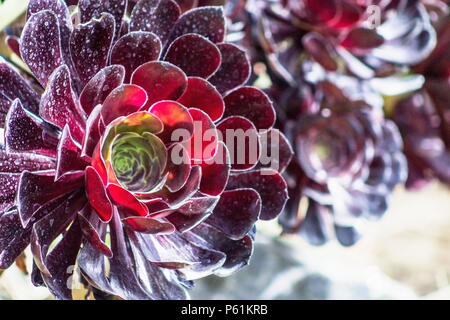 Aeonium arboreum, der Baum, Tree aeonium Hauswurz, oder Irish Rose, ist eine Sukkulente, subtropische subshrub in der blühenden Pflanze Familie Crassulaceae. Stockfoto