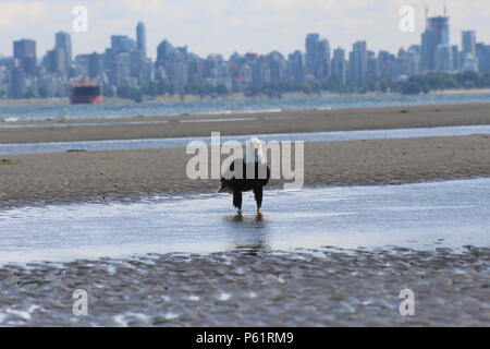 Weißkopfseeadler bei spanischen Banken bei Ebbe mit Downtown Vancouver im Hintergrund. Stockfoto