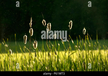 Ende Sommer Blick vom See, mit cattail Samen verbreiten sich in der Luft Stockfoto