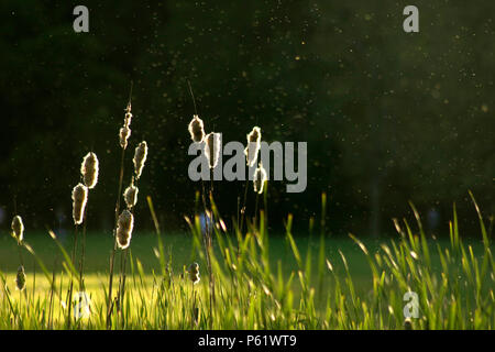 Ende Sommer Blick vom See, mit cattail Samen verbreiten sich in der Luft Stockfoto