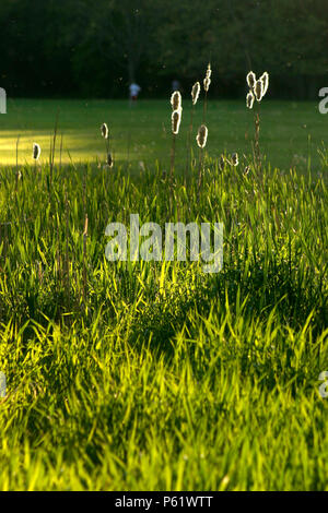 Ende Sommer Blick vom See, mit cattail Samen verbreiten sich in der Luft Stockfoto