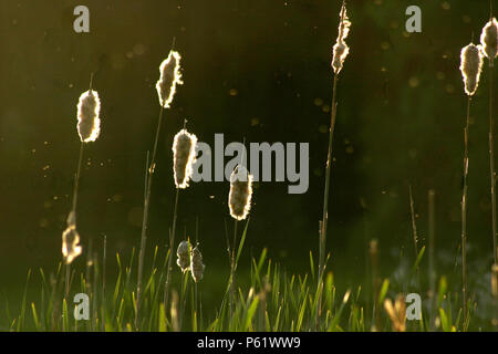 Ende Sommer Blick vom See, mit cattail Samen verbreiten sich in der Luft Stockfoto