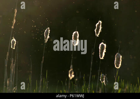 Ende Sommer Blick vom See, mit cattail Samen verbreiten sich in der Luft Stockfoto