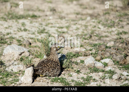 Spotted Dick Knie sitzen auf Nest in Etosha Stockfoto