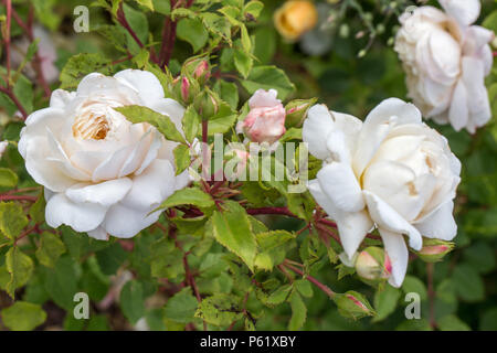 Blühende Rosen im Garten an einem sonnigen Tag. David Austin Rose Crocus Rose Stockfoto