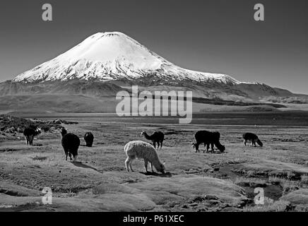 ALPAKAS grasen unter PARINACOTA (20.800 ft) an den Ufern des LAGO CHUNGARA - LAUCA BETREIBUNG PARK, CHILE Stockfoto