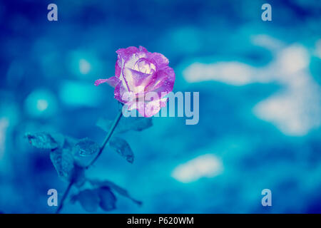 Vintage flower background. Doppelte Freude stieg gegen den blauen Hintergrund Stockfoto