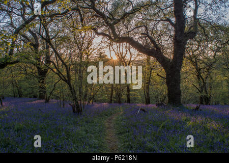 Eine englische Wälder im Frühjahr bei Sonnenuntergang, mit schönen Hintergrundbeleuchtung bluebells Stockfoto