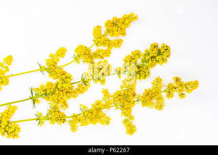 Gelbe Blumen auf Weiß isoliert Stockfoto