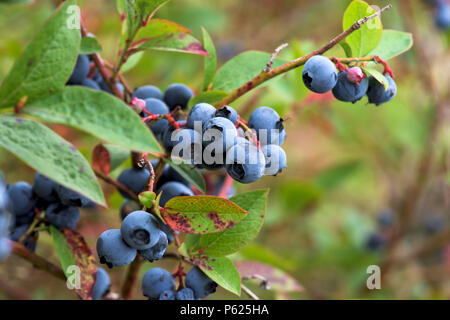 Blaubeeren auf dem Stamm, kommerziell angebaut Stockfoto