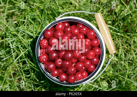 Ernte von Prunus cerasus Sauer cherrys in Ihrem Garten zu Hause. Ansicht von oben Foto in der Polen im Sommer Garten eingenommen Stockfoto