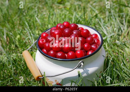 Ernte von Prunus cerasus Sauer cherrys in Ihrem Garten zu Hause. Ansicht von oben Foto in der Polen im Sommer Garten eingenommen Stockfoto