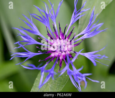 Blau krakeligen Blume mit rötlichem Zentrum von Berg Bluet in der Hohen Tatra. Die Slowakei. Centaurea montana. Great Blue-Flasche. Makro. Stockfoto