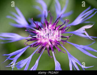 Blau krakeligen Blume mit rötlichem Zentrum von Berg Bluet in der Hohen Tatra. Die Slowakei. Centaurea montana. Great Blue-Flasche. Makro. Stockfoto