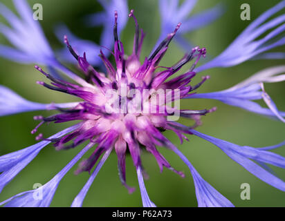 Blau krakeligen Blume mit rötlichem Zentrum von Berg Bluet in der Hohen Tatra. Die Slowakei. Centaurea montana. Great Blue-Flasche. Makro. Stockfoto