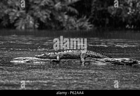 CAYMAN KROKODIL im Regen auf Schlamm Spieß im Fluss in Tortuguero Nationalpark - COSTA RICA Stockfoto