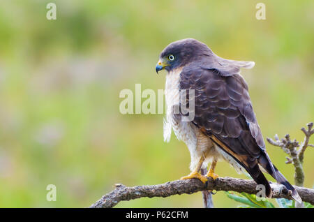 Schöne Hawk-hawk Bird oder am Straßenrand Hawk (Rupornis magnirostris) in einem Baum im brasilianischen Feuchtgebiet. Stockfoto