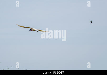 Schöner vogel Tuiuiu oder Jabiru (Jabiru mycteria) Im brasilianischen Pantanal Stockfoto