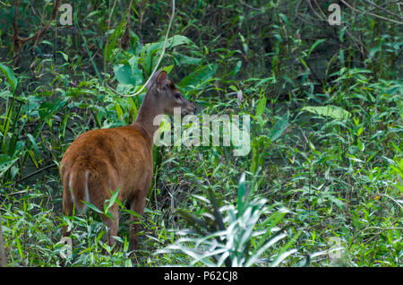Pantanal Rotwild, frei in der Brasilianischen Feuchtgebiets biome Stockfoto