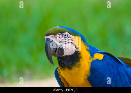 Schöne Blau-gelbe Ara (Ara ararauna) im brasilianischen Feuchtgebiet. Stockfoto