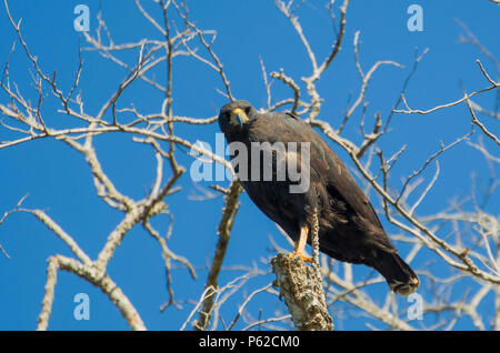 Schöne Gaviao Preto oder Great Black Hawk (Urubitinga urubitinga) im brasilianischen Feuchtgebiet. Stockfoto