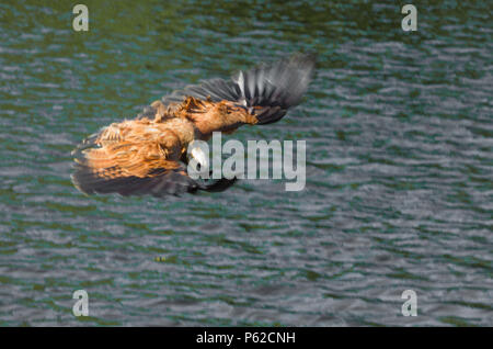 Schöne riesige Hawk oder Black-collared Hawk (Busarellus nigricollis), Jagd Im brasilianischen Pantanal. Stockfoto