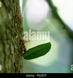 Kooperation, Teamspiel, Teamgeist, Teamarbeit, sucht, harte Arbeit, Agilität sind die perfekten Substantive für Leafcutter Ameisen Arbeiter. Stockfoto