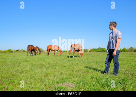 Der Mann steht auf einer Lichtung, wo die Pferde grasen. Weiden der Pferde. Stockfoto