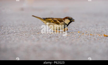 Mallorca, Little sparrow auf dem Boden Stockfoto