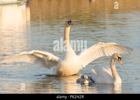 Höckerschwan Eltern, Paar, mit Babys, cygnets, Schwimmen mit Babys, um Sie herum, Vater, cob, männlich, mit Flügel ausgestreckt, Cygnus olor, Mai, Norfolk Stockfoto