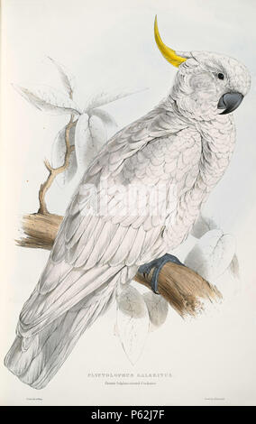 N/A. Cacatua galerita Englisch: ein Gemälde von Schwefel-Crested Cockatoo (Original mit Untertiteln "Plyctolophus galeritus. Mehr Schwefel-Crested Cockatoo") von Edward Lear 1812-1888. 28 August 2008, 03:26:00 Uhr. Edward Lear (1812 - 1888) Alternative Namen Derry, Derry; Eduard Liri; Entouarnt Lar; Eduard Lir; Lear; Lear e Beschreibung englischer Künstler, Autor und Dichter Geburtsdatum / Tod 12. Mai 1812 vom 29. Januar 1888 Ort der Geburt / Todes Englisch: Holloway, London, England. Englisch: Sanremo, Italien. Kontrolle: Q 309759 VIAF: 36920855 ISNI: 0000 0001 21006493 ULAN: 500016261 LCCN: n7 Stockfoto