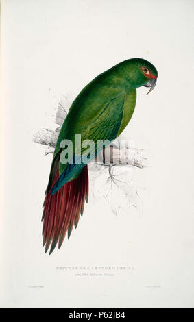 N/A. Enicognathus leptorhynchus Englisch: ein Gemälde von einem schlanken-billed Parakeet (Original mit Untertiteln "Psittacara leptorhyncha Lange - in Rechnung gestellt. Parrakeet-Maccaw.') von Edward Lear 1812-1888. 28 August 2008, 04:02:00 Uhr. Edward Lear (1812 - 1888) Alternative Namen Derry, Derry; Eduard Liri; Entouarnt Lar; Eduard Lir; Lear; Lear e Beschreibung englischer Künstler, Autor und Dichter Geburtsdatum / Tod 12. Mai 1812 vom 29. Januar 1888 Ort der Geburt / Todes Englisch: Holloway, London, England. Englisch: Sanremo, Italien. Kontrolle: Q 309759 VIAF: 36920855 ISNI: 0000 0001 21006493 ULAN: 500016261 Stockfoto