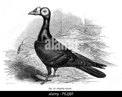 N/A. Englisch: Abbildung 19 - 'Englisch Träger" von Charles Darwins Buch Variation von Pflanzen und Tieren unter Domestizierung im Jahre 1868 veröffentlicht. Januar 1868. Charles Darwin (1809 - 1882) Alternative Namen: Charles Robert Darwin Beschreibung britischen Naturforscher und Autor Geburtsdatum / Tod 12. Februar 1809 19. April 1882 Ort der Geburt / Tod den Berg, Shrewsbury Haus Authority control: Q1035 VIAF: 27063124 ISNI: 0000 0001 2125 1077 ULAN: 500228559 LCCN: n 78095637 NARA: 10580367 WorldCat 413 Darwin Variation 1868 Abb. 19 Stockfoto